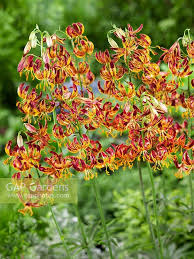 Image result for Lilium martagon `Arabian Night`