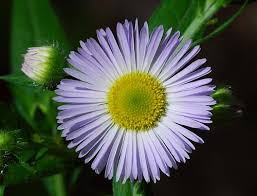 Attēlu rezultāti vaicājumam “Erigeron annuus flower”