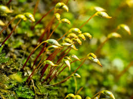 Attēlu rezultāti vaicājumam “Plagiomnium cuspidatum sporophyte”