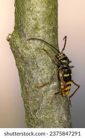 Attēlu rezultāti vaicājumam “Plagionotus detritus imago”