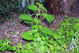 Attēlu rezultāti vaicājumam “Urtica urens”