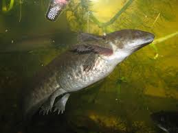 Attēlu rezultāti vaicājumam “Diderma tigrinum young”