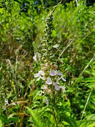 Attēlu rezultāti vaicājumam “Stachys sylvatica leaf”