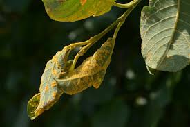 Attēlu rezultāti vaicājumam “Melampsora populnea”