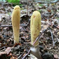 Attēlu rezultāti vaicājumam “Clavariadelphus ligula”