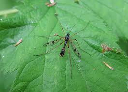 Attēlu rezultāti vaicājumam “Ptychoptera sp.”