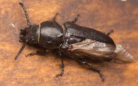 Attēlu rezultāti vaicājumam “Spondylis buprestoides”