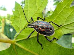 Attēlu rezultāti vaicājumam “Pentatoma rufipes”