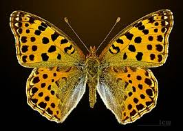 Attēlu rezultāti vaicājumam “Issoria lathonia underside”