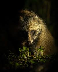 Attēlu rezultāti vaicājumam “Nyctereutes procyonoides”