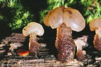 Attēlu rezultāti vaicājumam “Neocudoniella albiceps”