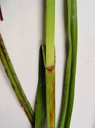 Attēlu rezultāti vaicājumam “Schistidium robustum sporophyte”