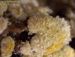 Attēlu rezultāti vaicājumam “Hypocrea pulvinata”