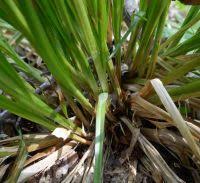Attēlu rezultāti vaicājumam “Carex elongata”