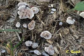 Attēlu rezultāti vaicājumam “Poronia punctata”