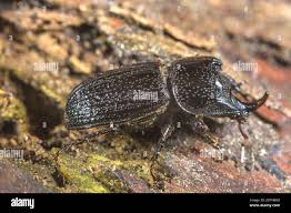 Attēlu rezultāti vaicājumam “Sinodendron cylindricum male”