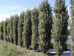 Attēlu rezultāti vaicājumam “Populus nigra Italica”