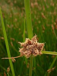 Attēlu rezultāti vaicājumam “Bolboschoenus maritimus”