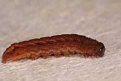 Attēlu rezultāti vaicājumam “Rusina ferruginea female”