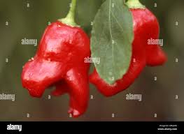 Afbeeldingsresultaat voor aji habanero hot pepper