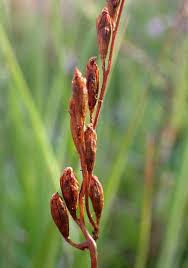 Attēlu rezultāti vaicājumam “Drosera rotundifolia fruit”