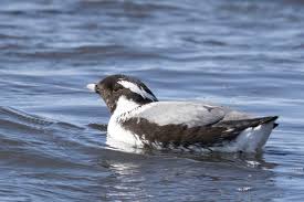 Image result for Synthliboramphus antiquus