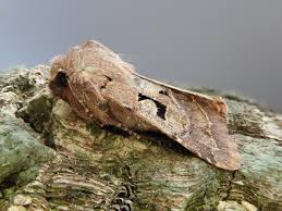 Attēlu rezultāti vaicājumam “Orthosia gothica”