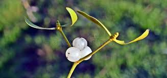 Attēlu rezultāti vaicājumam “Viscum album fruit”