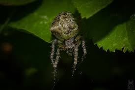 Attēlu rezultāti vaicājumam “Gibbaranea gibbosa”