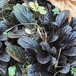 Attēlu rezultāti vaicājumam “Ajuga pyramidalis leaf”