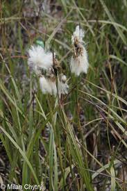 Attēlu rezultāti vaicājumam “Eriophorum angustifolium fruit”