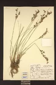 Attēlu rezultāti vaicājumam “Juncus compressus”