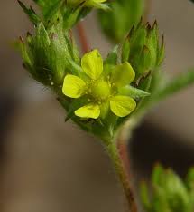 Attēlu rezultāti vaicājumam “Potentilla norvegica flower”