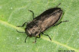 Attēlu rezultāti vaicājumam “Anthaxia quadripunctata”