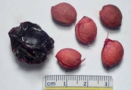 Attēlu rezultāti vaicājumam “Prunus cerasifera fruit”