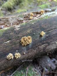 Attēlu rezultāti vaicājumam “Oligonema sp.”