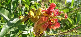 Attēlu rezultāti vaicājumam “Taphrina padi”