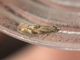 Attēlu rezultāti vaicājumam “Bucculatrix rhamniella”