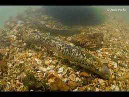 Image result for Petromyzon marinus