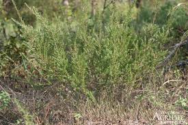 Attēlu rezultāti vaicājumam “Enteridium liceoides sessile”