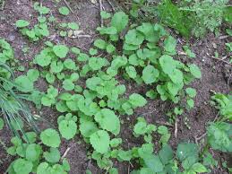 Attēlu rezultāti vaicājumam “Alliaria petiolata leaf”