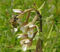 Attēlu rezultāti vaicājumam “Epipactis palustris flower”