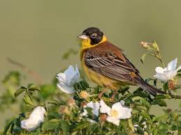 Image result for Emberiza melanocephala