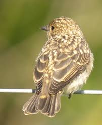 Attēlu rezultāti vaicājumam “Muscicapa striata juvenile”