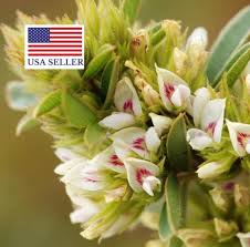 Attēlu rezultāti vaicājumam “Lophozia capitata”