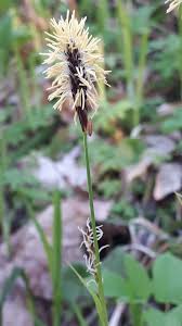 Attēlu rezultāti vaicājumam “Carex pilosa leaf”