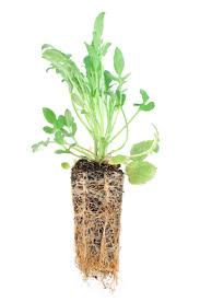 Attēlu rezultāti vaicājumam “Lysimachia thyrsiflora leaf”