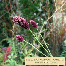 Attēlu rezultāti vaicājumam “Sanguisorba officinalis flower”