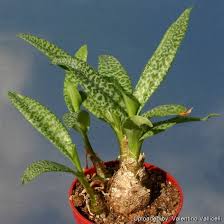 Attēlu rezultāti vaicājumam “Sclerophora pallida”