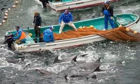 Image result for japan dolphin slaughter